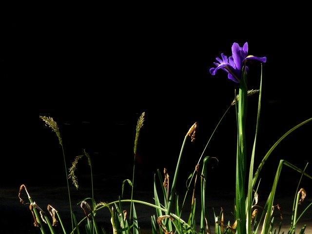 Download gratuito Iris Purple Black Background - foto o immagine gratuita da modificare con l'editor di immagini online di GIMP