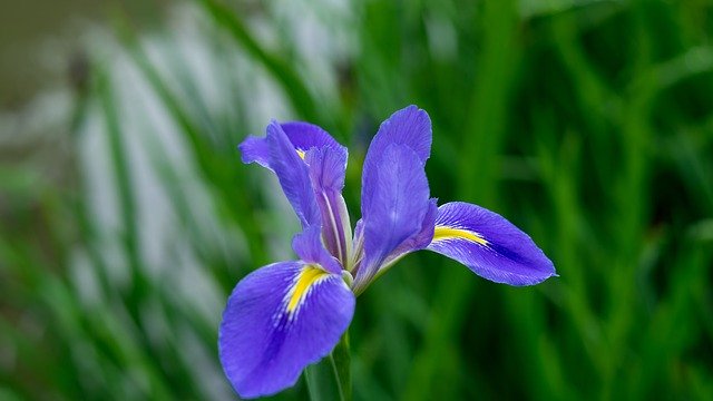 Descărcare gratuită Iris Purple Flower - fotografie sau imagini gratuite pentru a fi editate cu editorul de imagini online GIMP