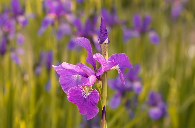 Free download iris purple iris purple flower free picture to be edited with GIMP free online image editor