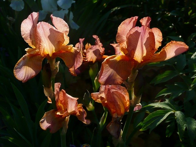 הורדה חינם Iris Spring Flowers Ornamental - תמונה או תמונה בחינם לעריכה עם עורך התמונות המקוון GIMP