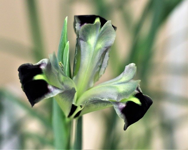 Free download Iris Spring Green -  free photo or picture to be edited with GIMP online image editor