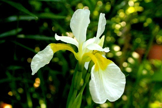 Free download Iris Spring White Flowers -  free photo or picture to be edited with GIMP online image editor