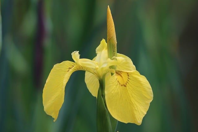 Free download iris sword lily yellow flower free picture to be edited with GIMP free online image editor