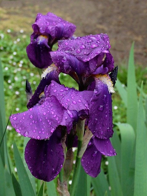 Free download Iris Violet Flower -  free photo or picture to be edited with GIMP online image editor