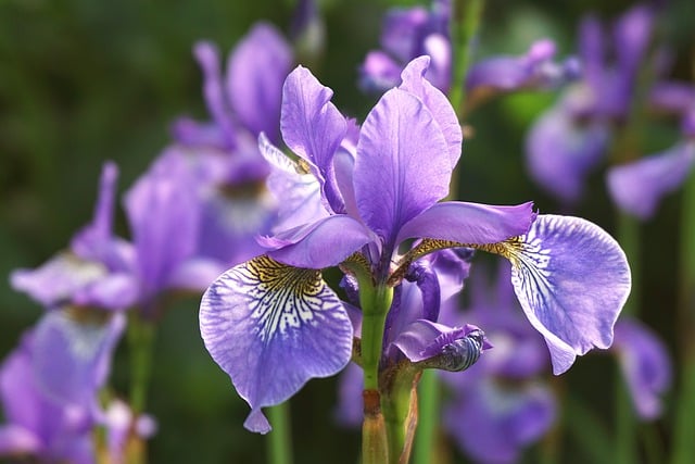 Descarga gratuita de la imagen gratuita del jardín de flores de iris violeta para editar con el editor de imágenes en línea gratuito GIMP