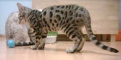 Free download isia-cat free photo or picture to be edited with GIMP online image editor