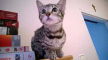 Free download isiak-cat free photo or picture to be edited with GIMP online image editor