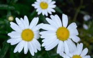 Free download IslamHouse HD PIC free photo or picture to be edited with GIMP online image editor