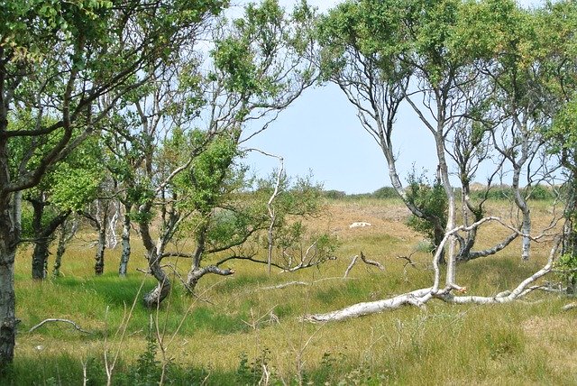 Muat turun percuma Island Trees Nature Landskap - foto atau gambar percuma untuk diedit dengan editor imej dalam talian GIMP