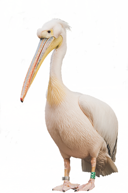 Free download Isolated Bird Pelikan -  free illustration to be edited with GIMP free online image editor