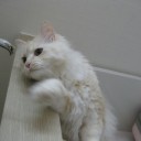Is this a cat or cotton candy  screen for extension Chrome web store in OffiDocs Chromium
