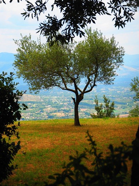 Gratis download Italy Tree Nature - gratis foto of afbeelding om te bewerken met GIMP online afbeeldingseditor