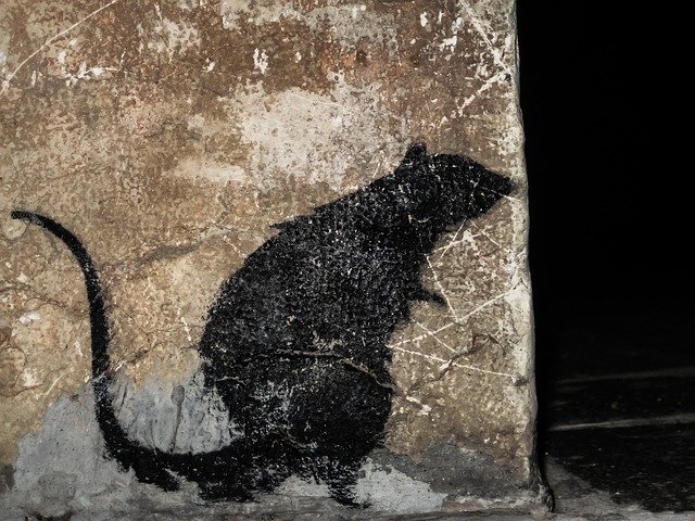 Free download Italy Venessia The Rat -  free photo or picture to be edited with GIMP online image editor
