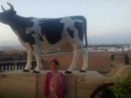 Free download its a cow! free photo or picture to be edited with GIMP online image editor