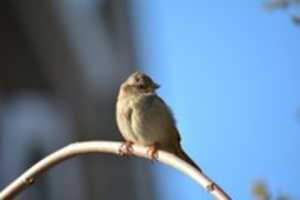 Free download Its My Favourite House Sparrow free photo or picture to be edited with GIMP online image editor