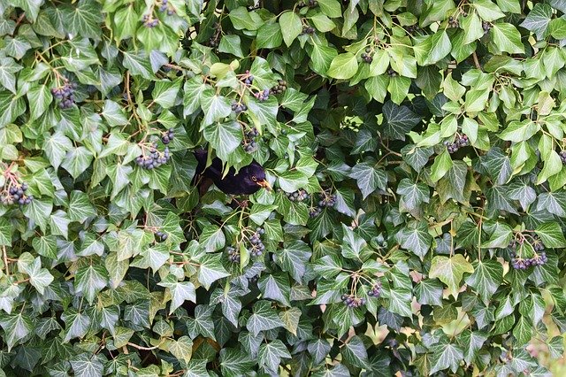 Free download Ivy Blackbird Hiding Place -  free photo or picture to be edited with GIMP online image editor