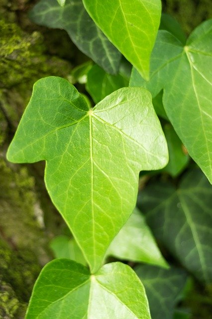 Free download Ivy Creeper Leaf -  free photo or picture to be edited with GIMP online image editor