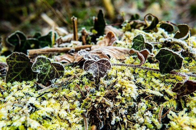 Free download Ivy Frost Forest -  free photo or picture to be edited with GIMP online image editor