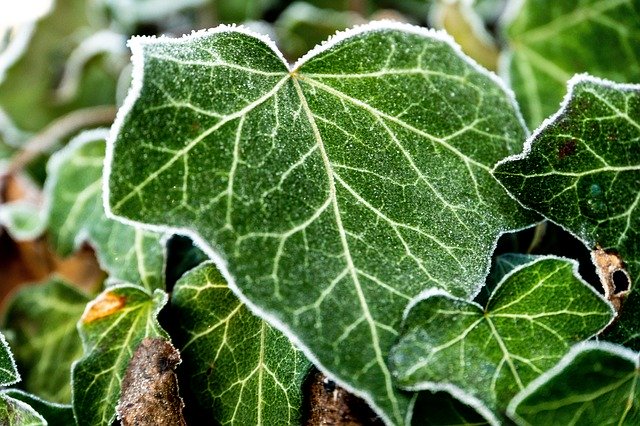 Free download Ivy Frost Nature -  free photo or picture to be edited with GIMP online image editor