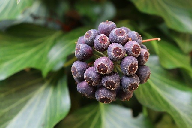 تنزيل Ivy Fruit Climber مجانًا - صورة مجانية أو صورة يتم تحريرها باستخدام محرر الصور عبر الإنترنت GIMP