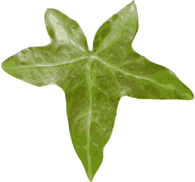 Free download Ivy Hedera Leaf - Free vector graphic on Pixabay free illustration to be edited with GIMP free online image editor
