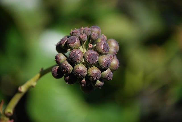 Free download ivy meaner berry free picture to be edited with GIMP free online image editor