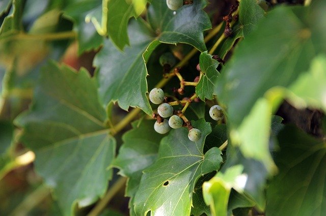 Bezpłatne pobieranie Ivy Plants Green - bezpłatne zdjęcie lub obraz do edycji za pomocą internetowego edytora obrazów GIMP