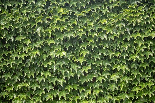 Free download Ivy Plant Wall -  free photo or picture to be edited with GIMP online image editor