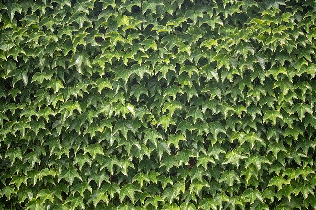 Téléchargement gratuit de Ivy Plant Wall - photo ou image gratuite à éditer avec l'éditeur d'images en ligne GIMP