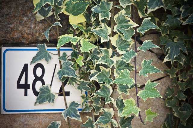 Descărcare gratuită Ivy Stone Wall Civic Number - fotografie sau imagini gratuite pentru a fi editate cu editorul de imagini online GIMP