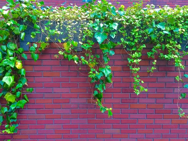 Free download ivy the vine wall aoyama free picture to be edited with GIMP free online image editor