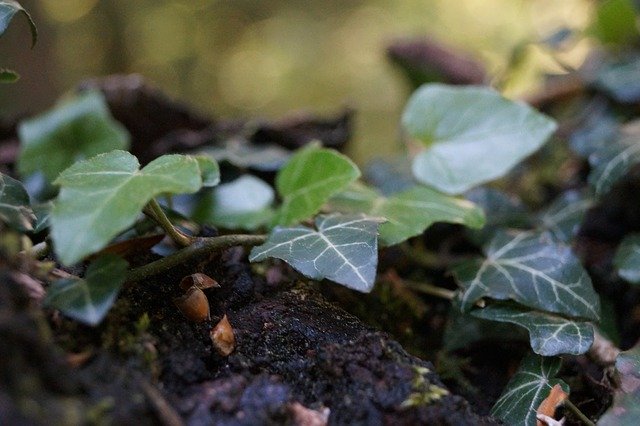 Free download Ivy Tree Bark -  free photo or picture to be edited with GIMP online image editor