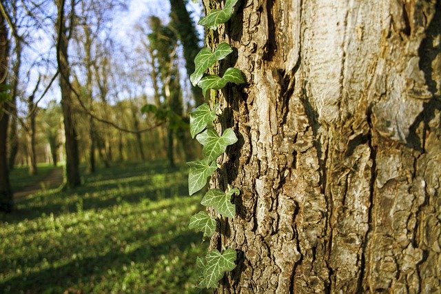 Free download Ivy Tree Nature -  free photo or picture to be edited with GIMP online image editor