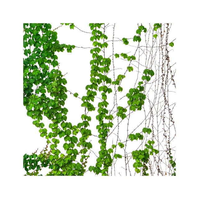 تنزيل Ivy Vine Vines مجانًا - صورة أو صورة مجانية ليتم تحريرها باستخدام محرر الصور عبر الإنترنت GIMP
