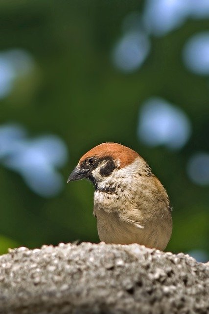 تنزيل مجاني سأمرر صورة مجانية من حجر الطيور ليتم تحريرها باستخدام محرر الصور المجاني على الإنترنت من GIMP