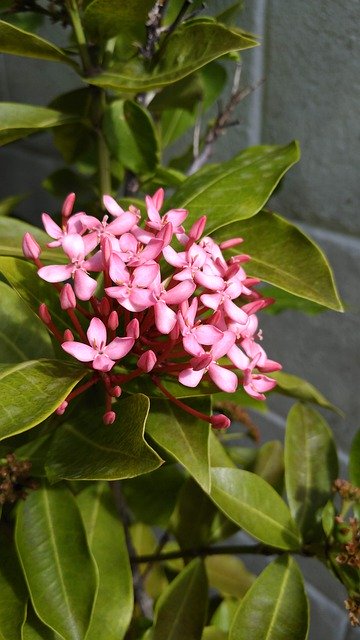 Free download Ixora Flower Pink Tropical -  free photo or picture to be edited with GIMP online image editor
