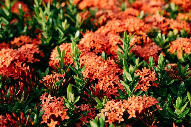 Free download ixora flowers plants chinese ixora free picture to be edited with GIMP free online image editor