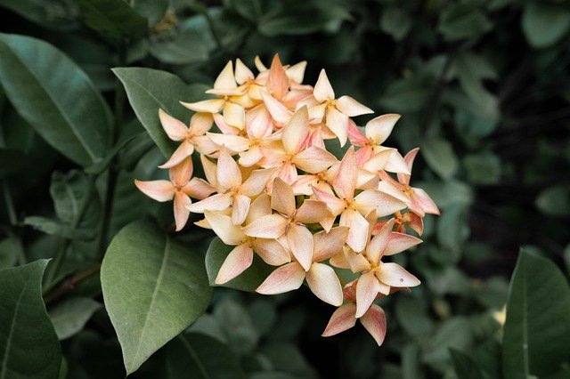 Gratis download Ixora Flower Yellow - gratis foto of afbeelding om te bewerken met GIMP online afbeeldingseditor