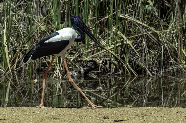 Free download Jabiru Water Bird Birds -  free photo or picture to be edited with GIMP online image editor