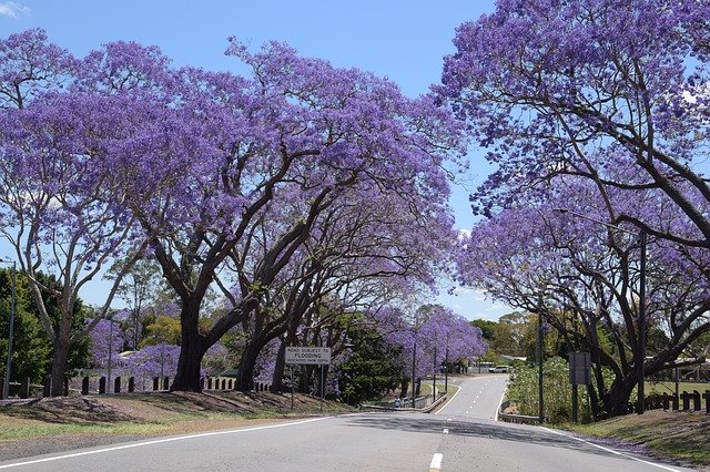 Free download Jacaranda Queensland Spring -  free photo or picture to be edited with GIMP online image editor