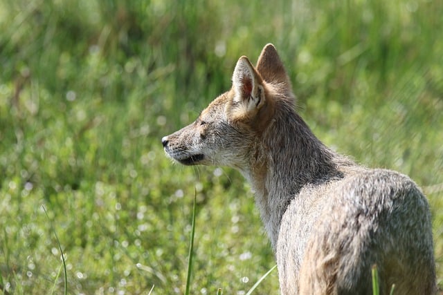 Free download jackal animal nature swamp free picture to be edited with GIMP free online image editor