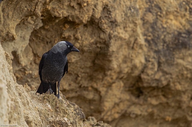 Free download jackdaw bird animal wildlife crow free picture to be edited with GIMP free online image editor