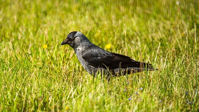 Free download jackdaw bird nature animal free picture to be edited with GIMP free online image editor