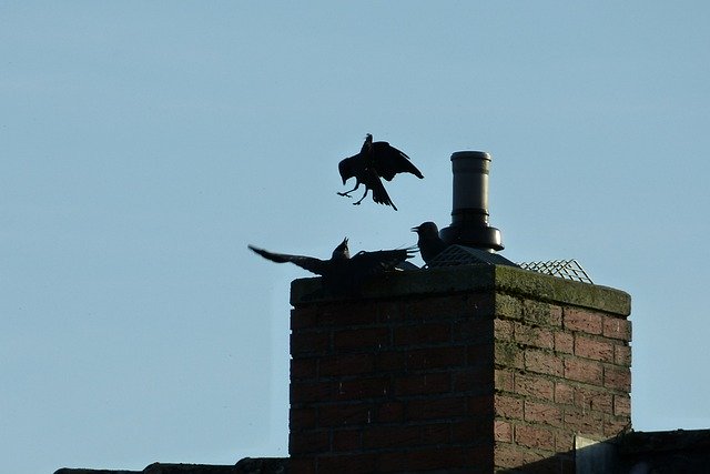 Free download Jackdaws Chimney Roof -  free photo or picture to be edited with GIMP online image editor