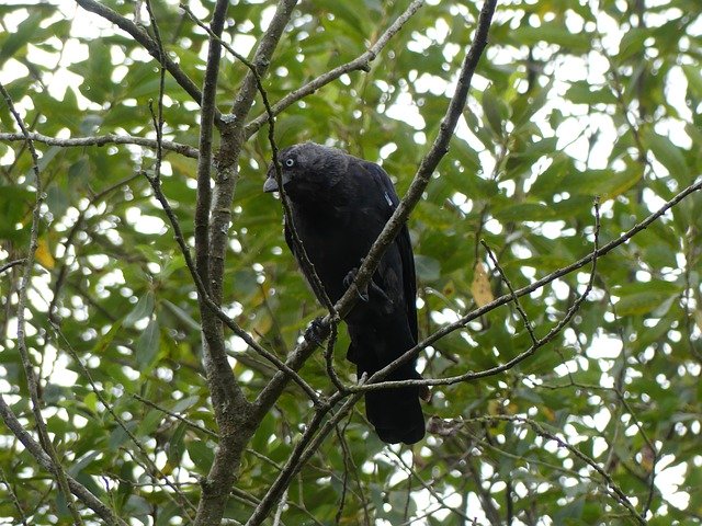 Free download Jackdaw Tree Uk -  free photo or picture to be edited with GIMP online image editor