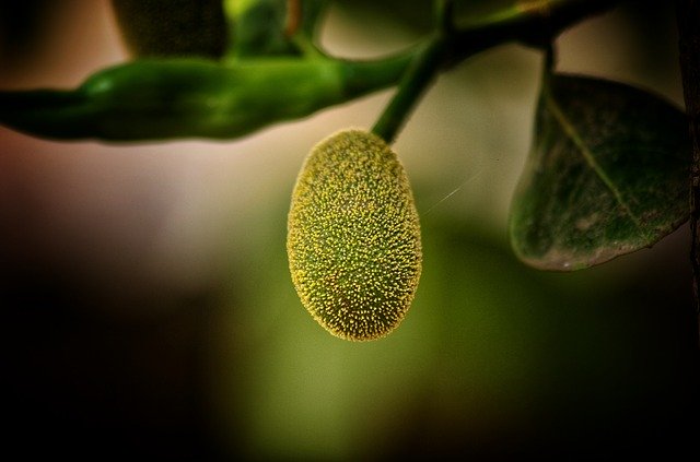 Free download Jackfruit Fruit Small -  free photo or picture to be edited with GIMP online image editor