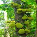 jackfruit tree wallpaper  screen for extension Chrome web store in OffiDocs Chromium