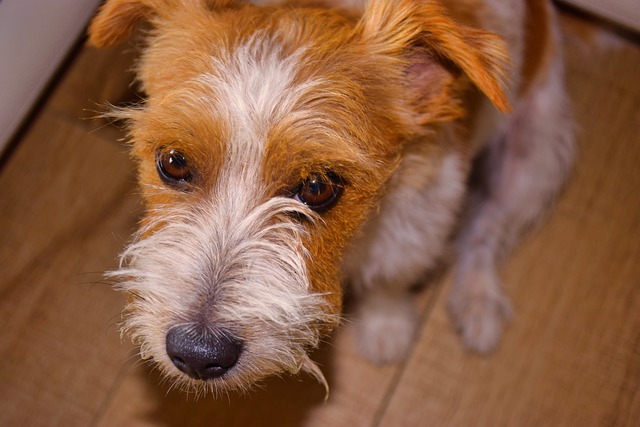 Free download jackrussel dog pet canine animal free picture to be edited with GIMP free online image editor