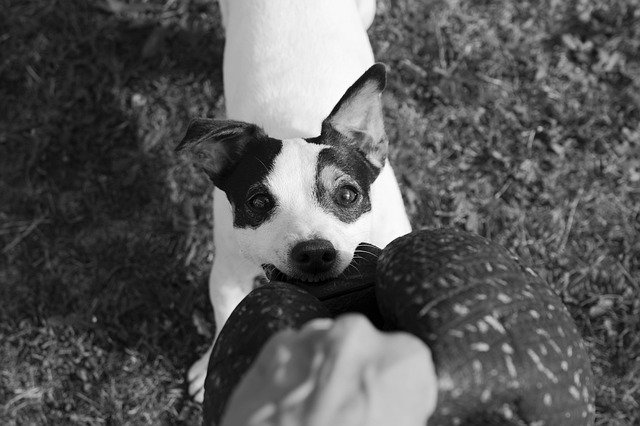 دانلود رایگان Jack Russel Dog Terrier - عکس یا تصویر رایگان قابل ویرایش با ویرایشگر تصویر آنلاین GIMP