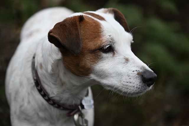Free download jack russell dog hunting dog free picture to be edited with GIMP free online image editor
